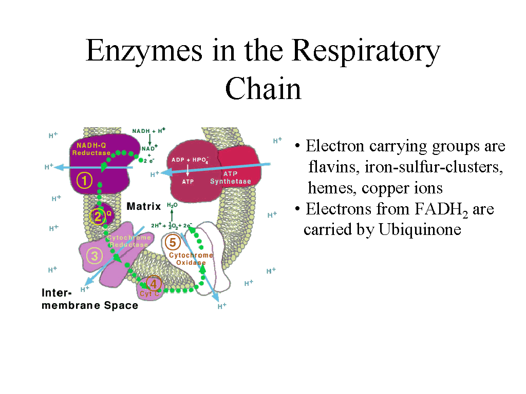 Enzymes In The Respiratory Chain