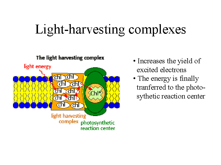 light-harvesting-complexes